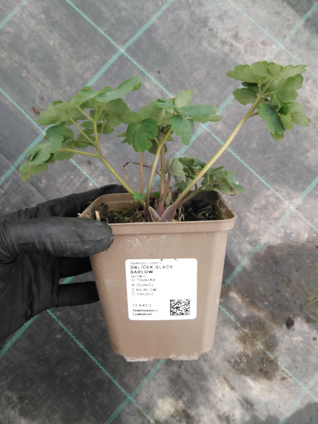 Orlik Black Barlow - 1. 4. 2026