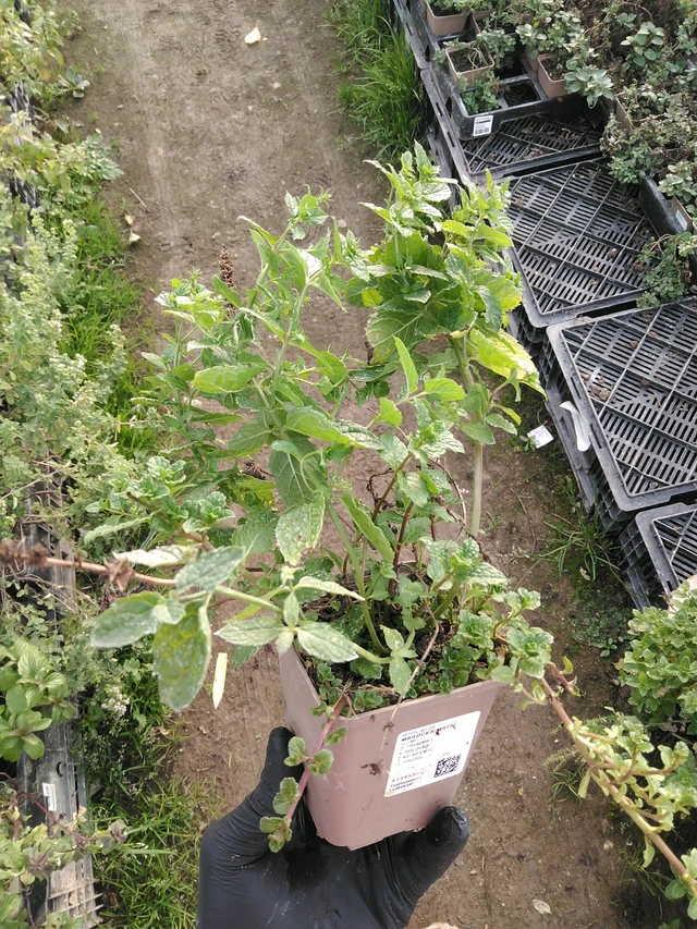 Marocká máta - 31. 10. 2025