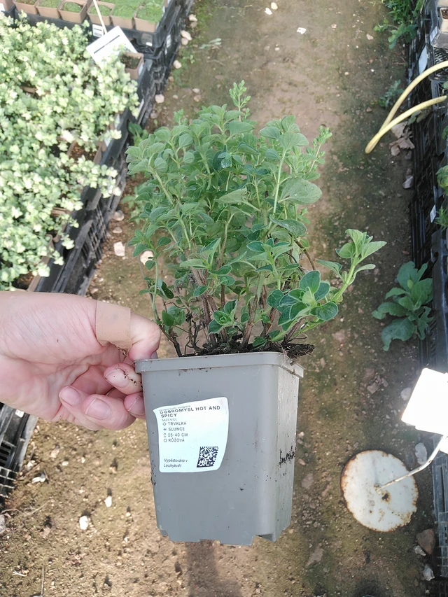 Dobromysl Hot And Spicy - 19. 8. 2025