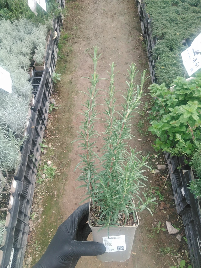 Romero Upright Pink - 10. 9. 2025