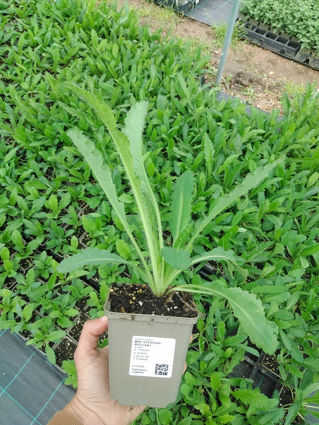 Idänunikko Brilliant - 9. 6. 2025