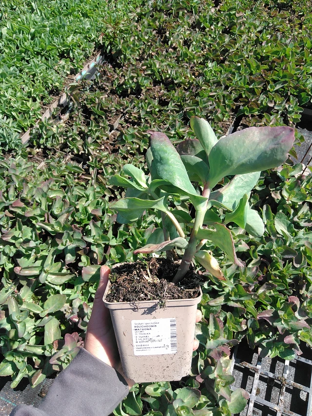 Maksaruoho Matrona - 13. 5. 2025