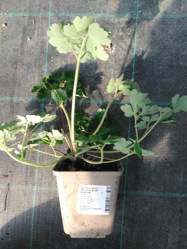 Columbine Blue Barlow - 3. 4. 2025