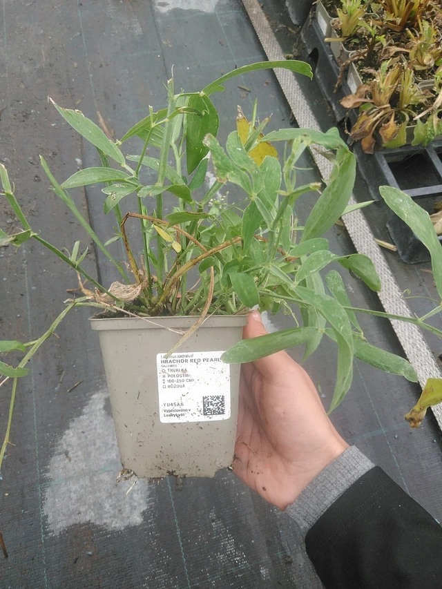 Hajuherne Red Pearl - 10. 10. 2025