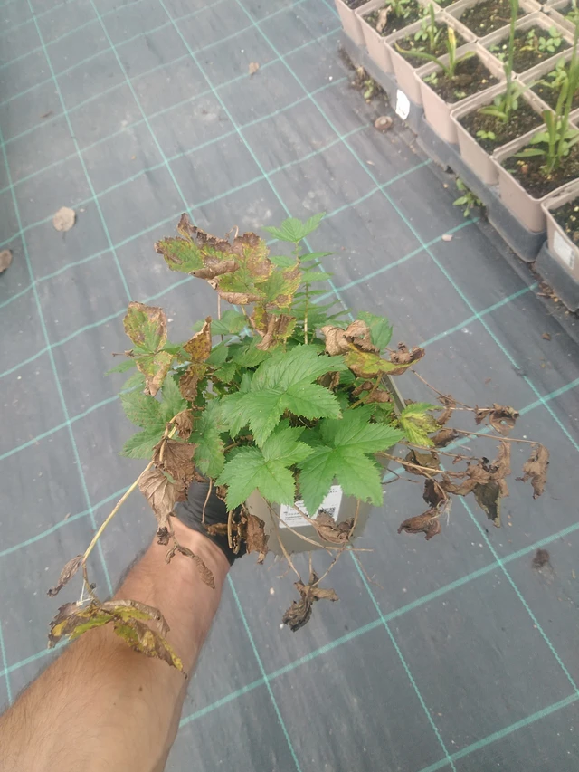 Angervo Variegata - 10. 9. 2025