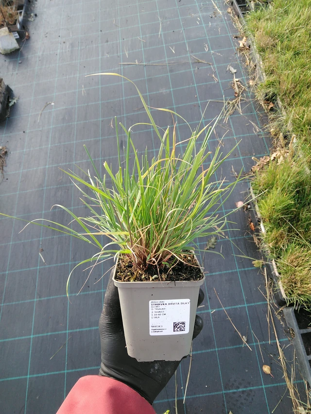 Hiuskolpakko Silky - 31. 10. 2025