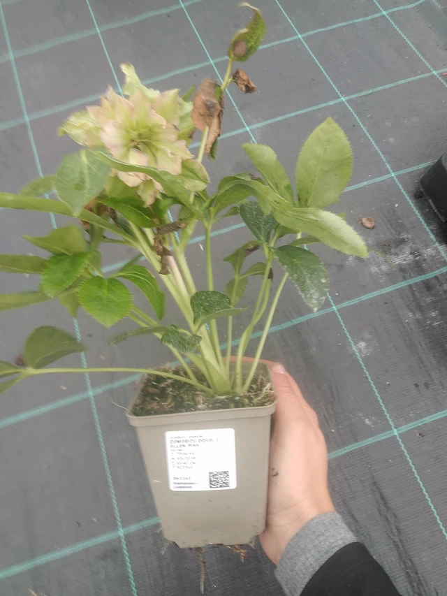 Hellebore Double Ellen Pink - 10. 10. 2025