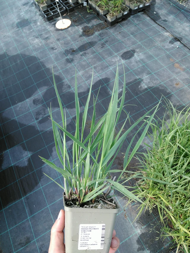 Mijo Strictum - 24. 6. 2025