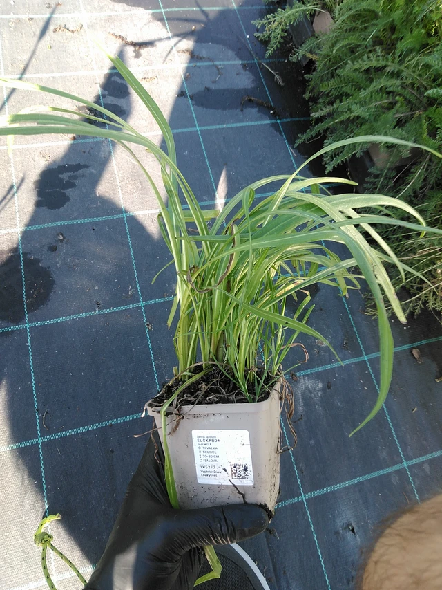 Punatope - 19. 8. 2025