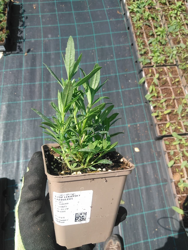 Iisoppi lääketieteellinen Caeruleus - 4. 8. 2025