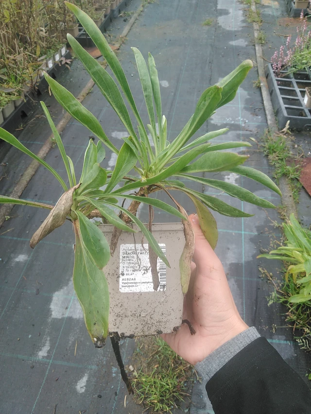 Flor de dragón Twizzle White - 10. 10. 2025