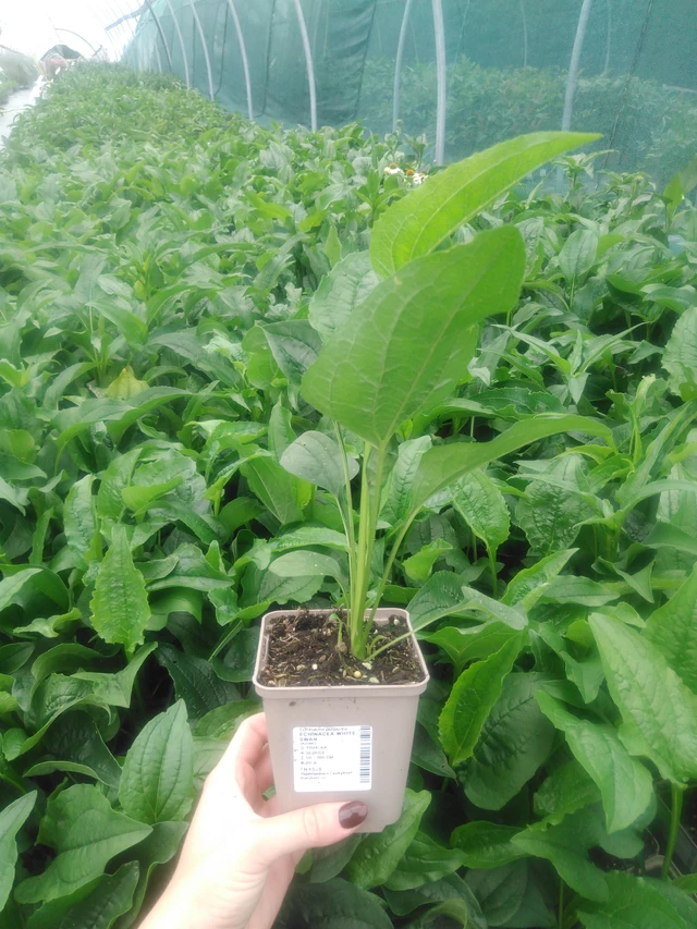 Echinacea White Swan - 2024