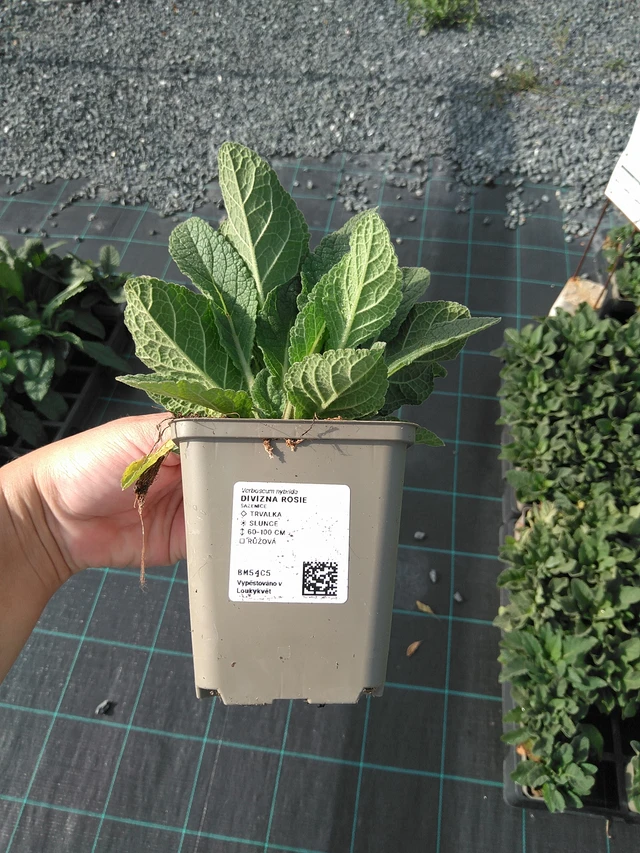 Gordolobo Rosie - 11. 7. 2025