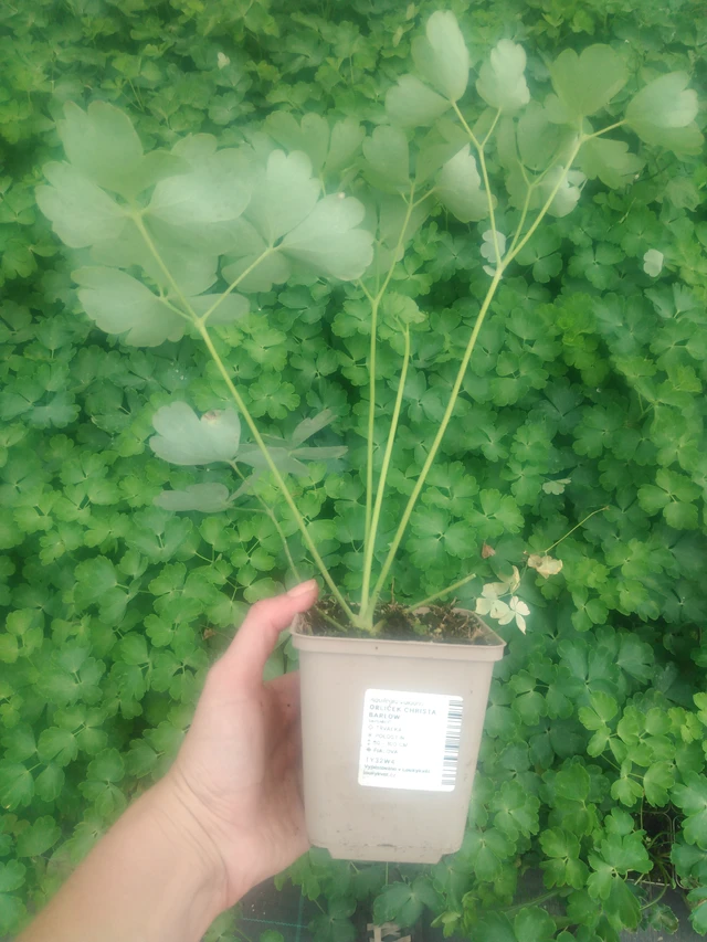 Akvileija Christa Barlow - 2024