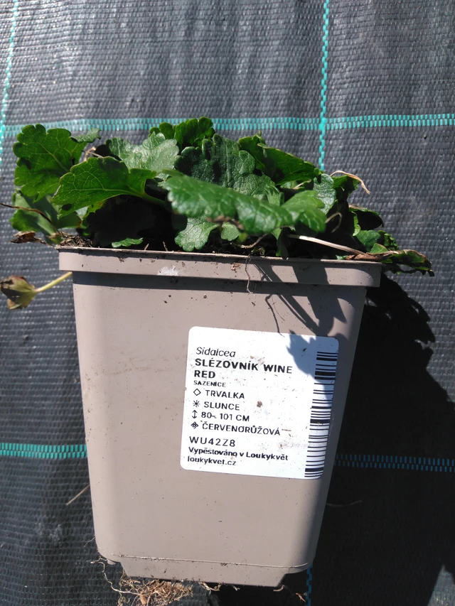 Malesiini Wine Red - 3. 4. 2025