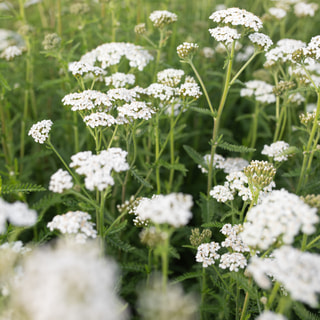 Řebříček White Beauty, Loukykvět