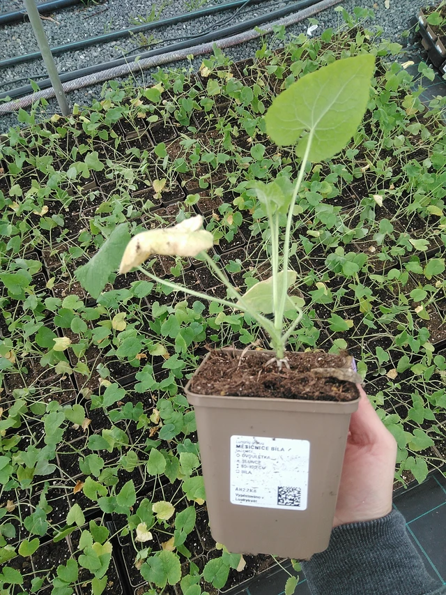 Honesty white - 9. 6. 2025