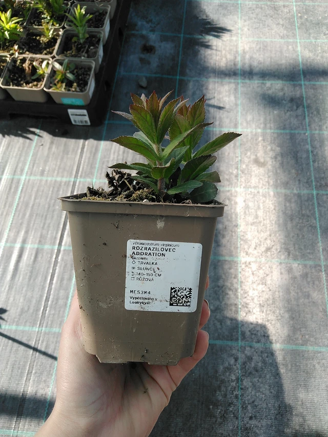 Virginische ereprijs Adoration - 7. 4. 2026