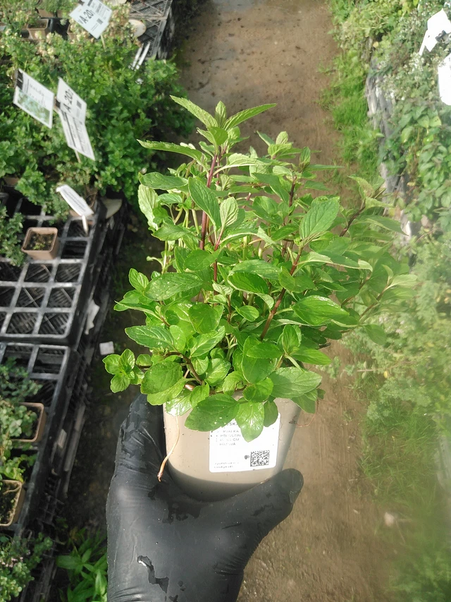 Menta tailandesa - 13. 10. 2025