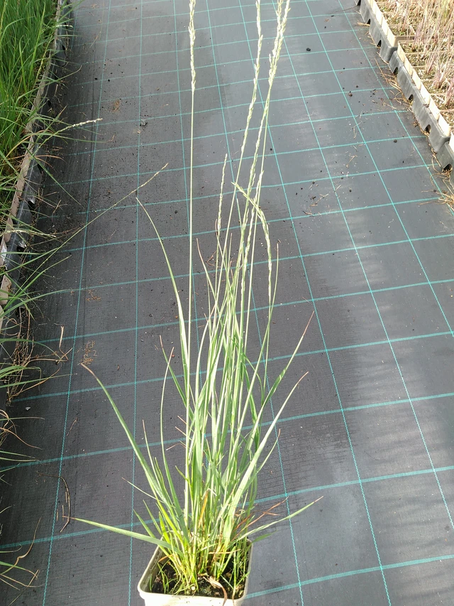 Nurmilauha Heidebraut - 28. 7. 2025