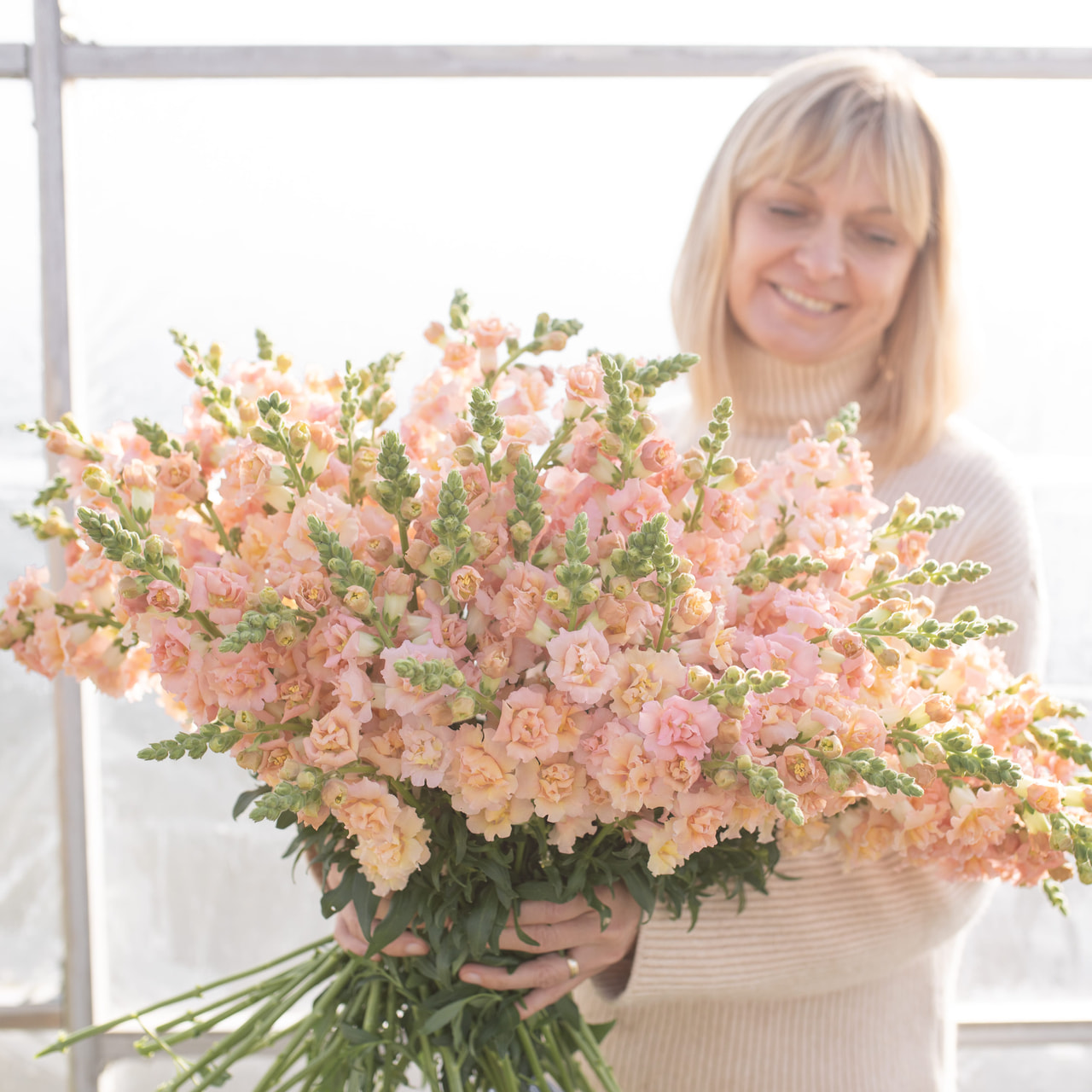 Hledík Snapstar Champagne, Loukykvět