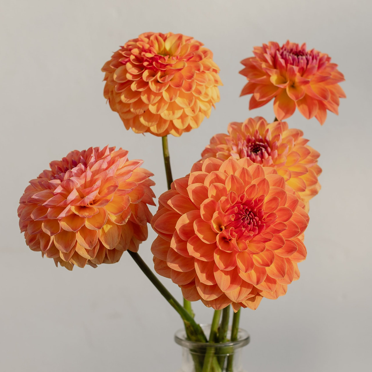 Jiřina Orange Breeze, Loukykvět