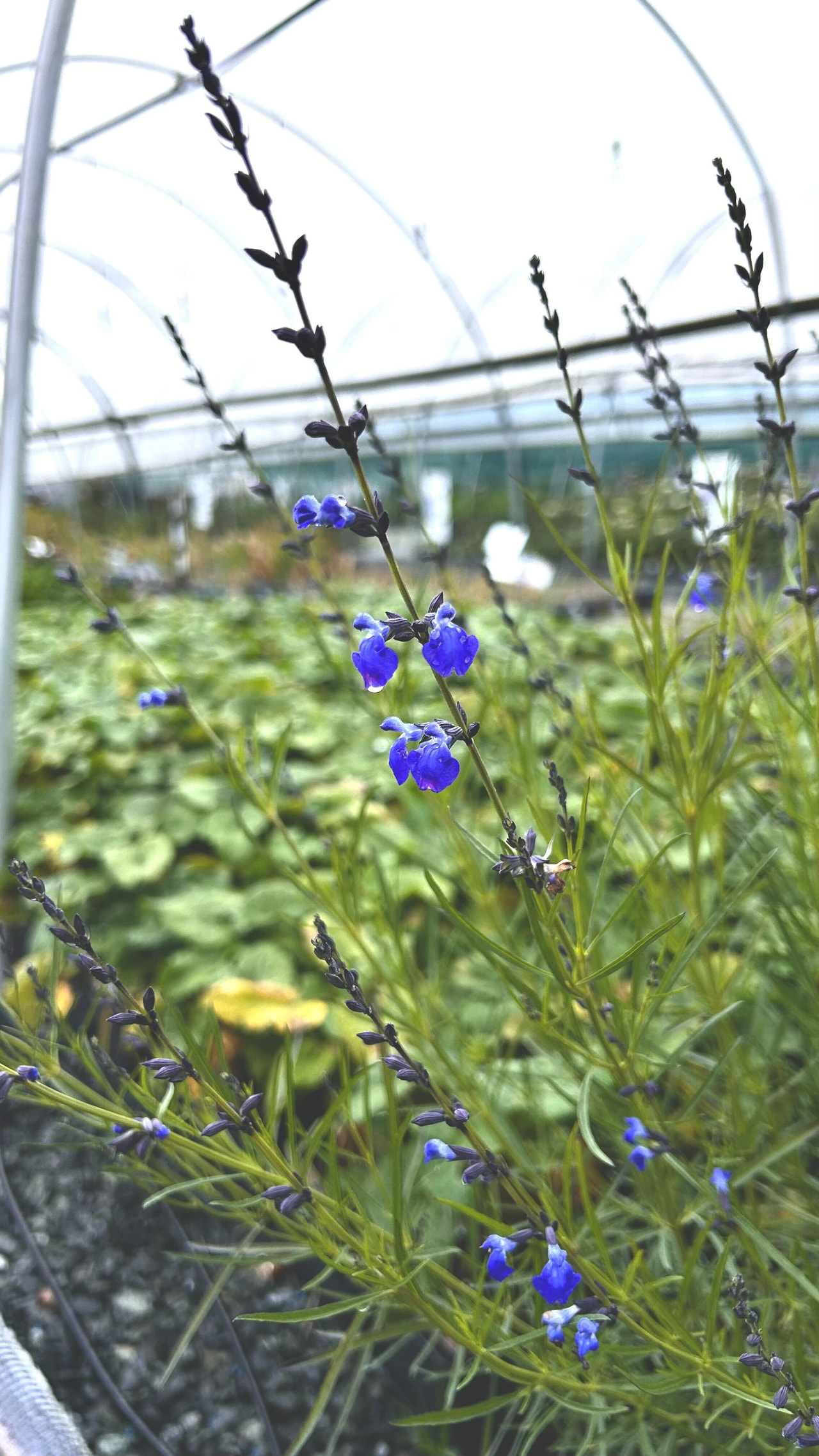 Šalvěj úzkolistá, Loukykvět