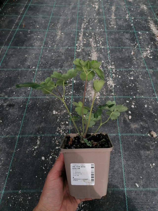 Columbine Rose Barlow - 2024