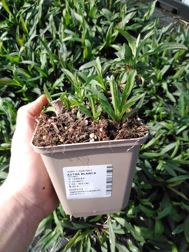 Aster ageratoides Starshine - 2024