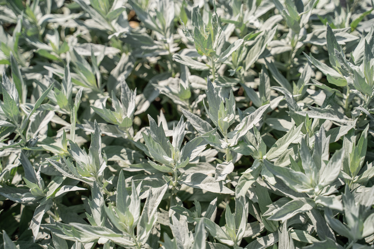 Pelyněk Ludvíkův Valerie Finnis, Loukykvět