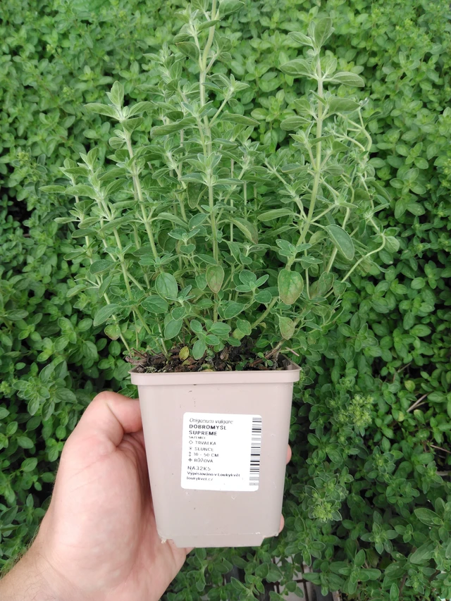 Dobromysl Supreme - 2024