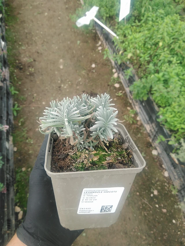 Levandule Hidcote - 10. 9. 2025