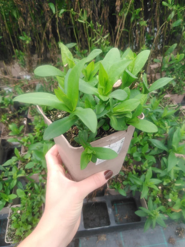 Astra novi-belgii Brigitte - 2024