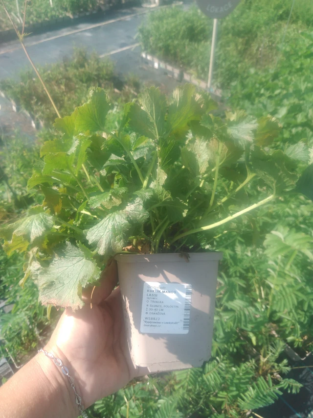 Kuklík Mango Lassi - 2024