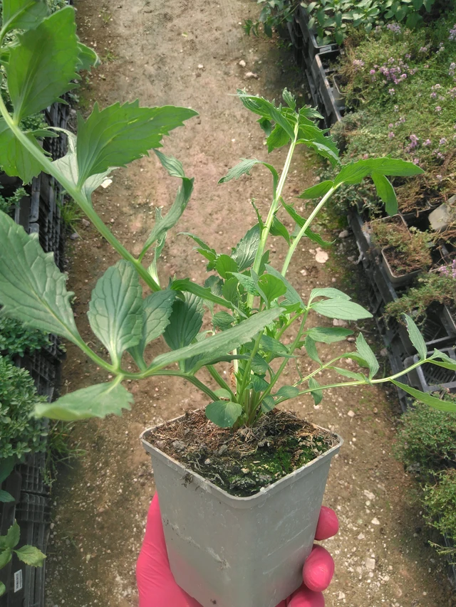 Kozlík lékařský - 14. 7. 2025