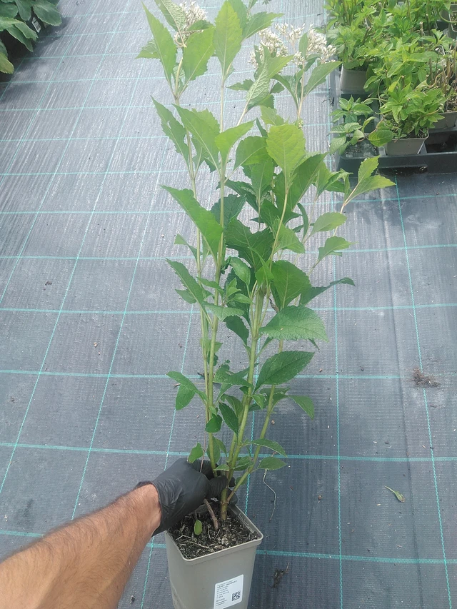 Punalehtivihma Snowball - 10. 9. 2025