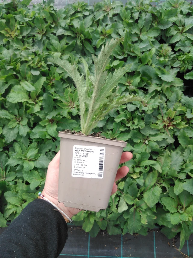 Idänunikko Beauty of Livermere - 2024