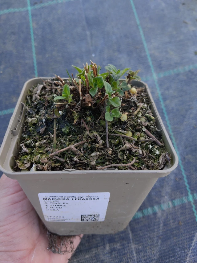 Marulka lékařská - 27. 3. 2026