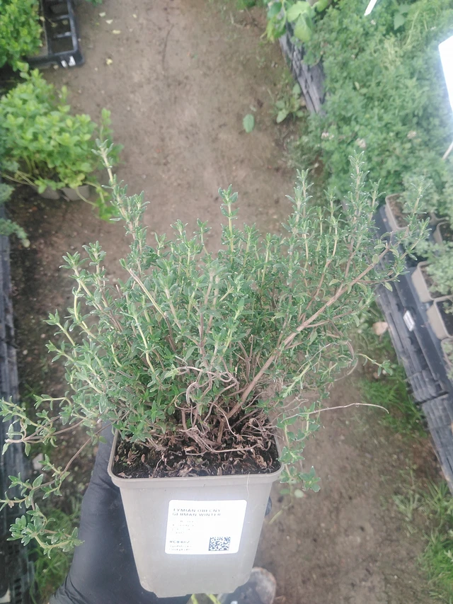 Timjami German Winter - 10. 9. 2025