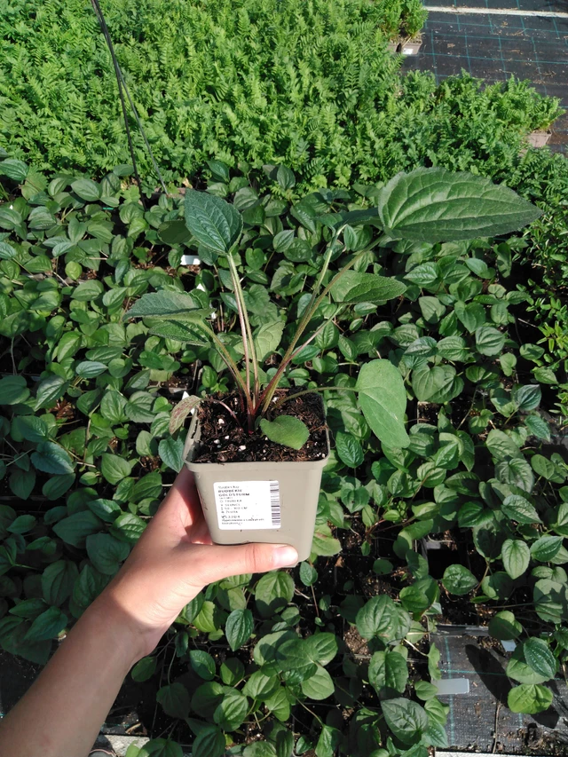 Rudbeckia Goldsturm - 2024