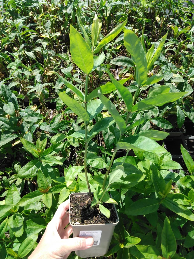 Flox Sternhimmel - 13. 5. 2025