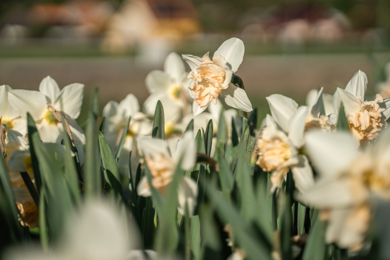 Narcis Palmares, Loukykvět