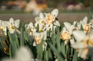 Narcis Palmares, Loukykvět