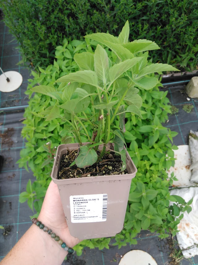 Monarda Elsie’s Lavender - 2024