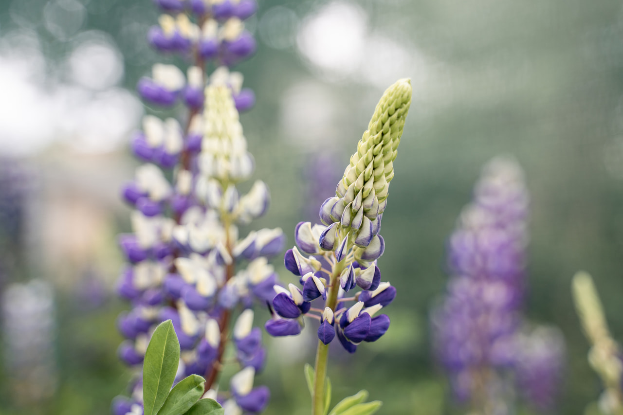 Csillagfürt Band of Nobles Kastellan, Loukykvět