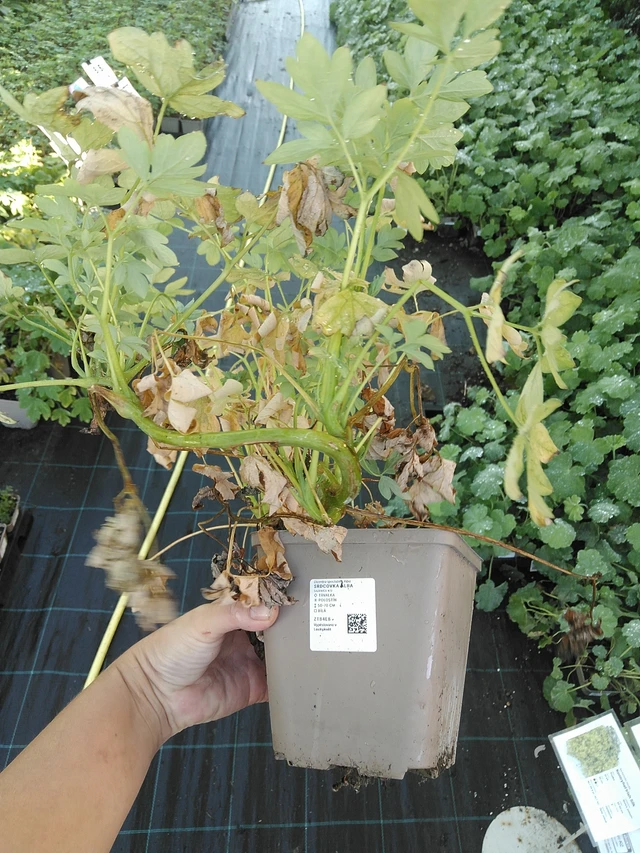 Srdcovka Alba - 19. 8. 2025