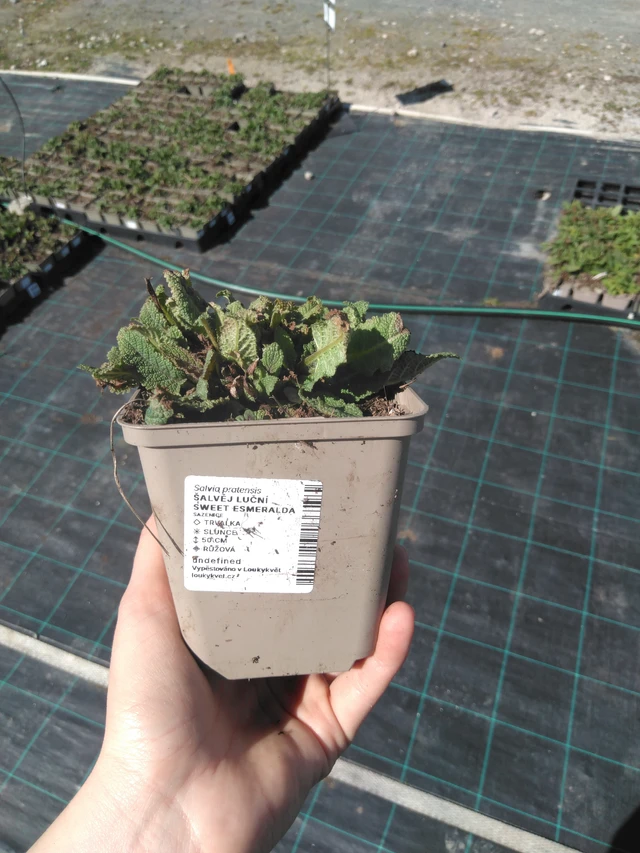 Niittyvirna Sweet Esmeralda - 3. 4. 2025