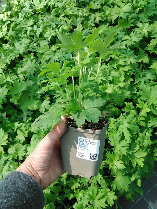 Ritarinkannus Benary’s Pacific Galahad - 9. 6. 2025