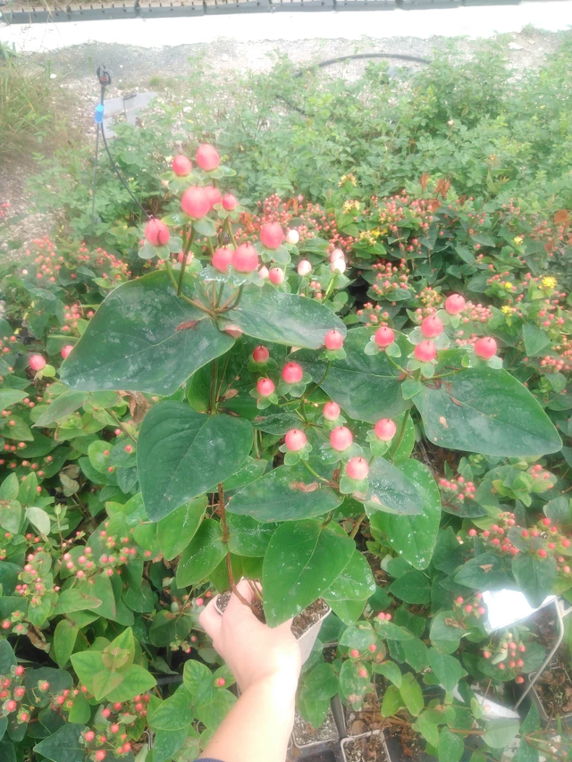 Hierba de San Juan Globo Raspberry - 2024