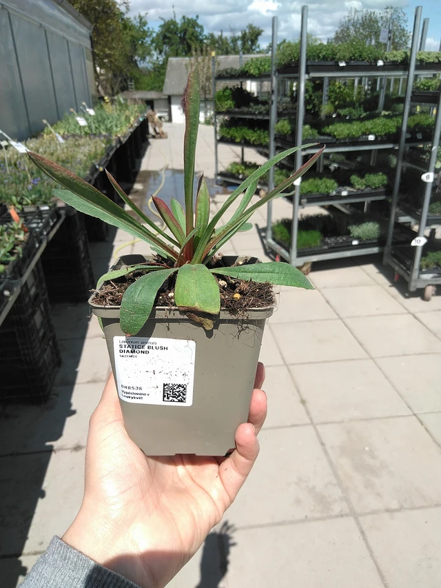 Statice Blush Diamond - 15. 5. 2025